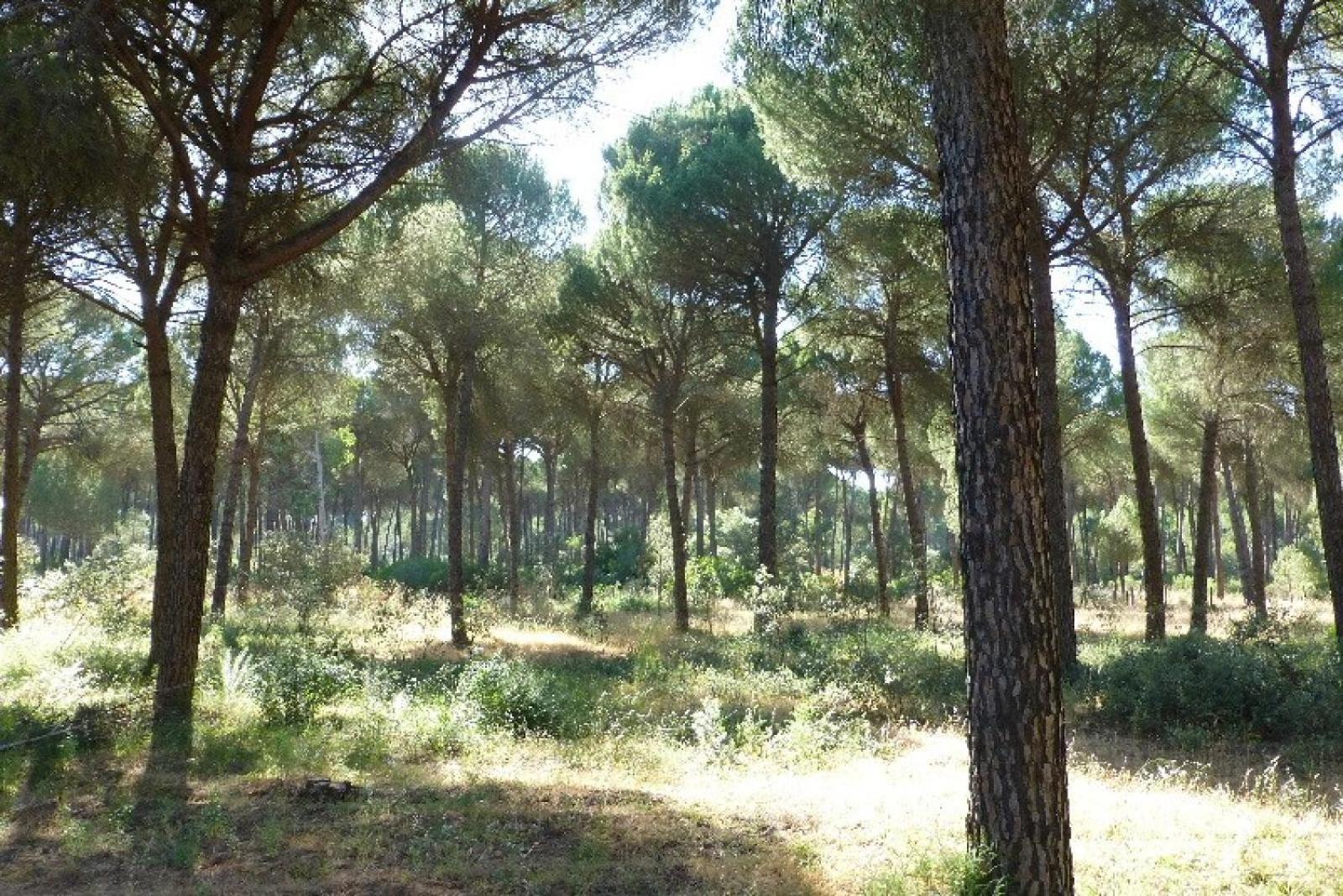 El Rocío La Suite De La Reina מראה חיצוני תמונה